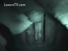 A inquisitive man is shown investigating his animal knob in an incredible night vision bestiality sex video clip.